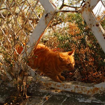 Прикрепленное изображение: cat_0132.jpg